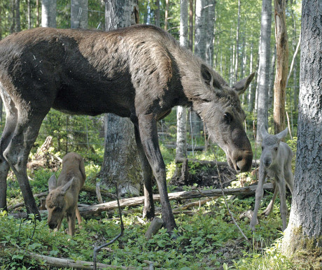 Mamma Victoria med de nyf&ouml;dda kvigan (gr&aring;) och tjuren (brun).