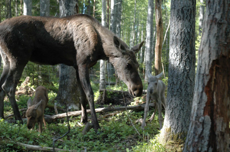 Mamma Victoria med kalvarna, Sessan (gr&aring;) och tjuren Folke (brun).