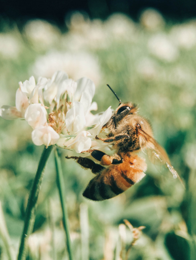 Biet pollinerar och HealthTextiles leder vägen för miljövänligare textilindustri med fokus på hållbarhet.